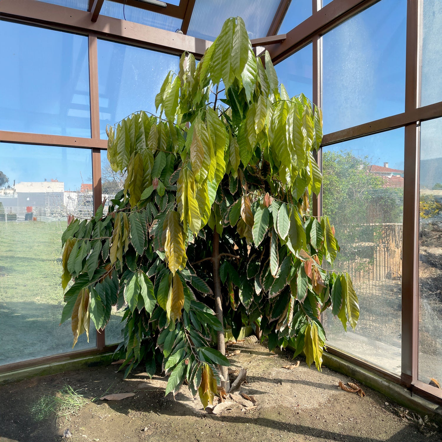 Les cacaoyers de Roanne