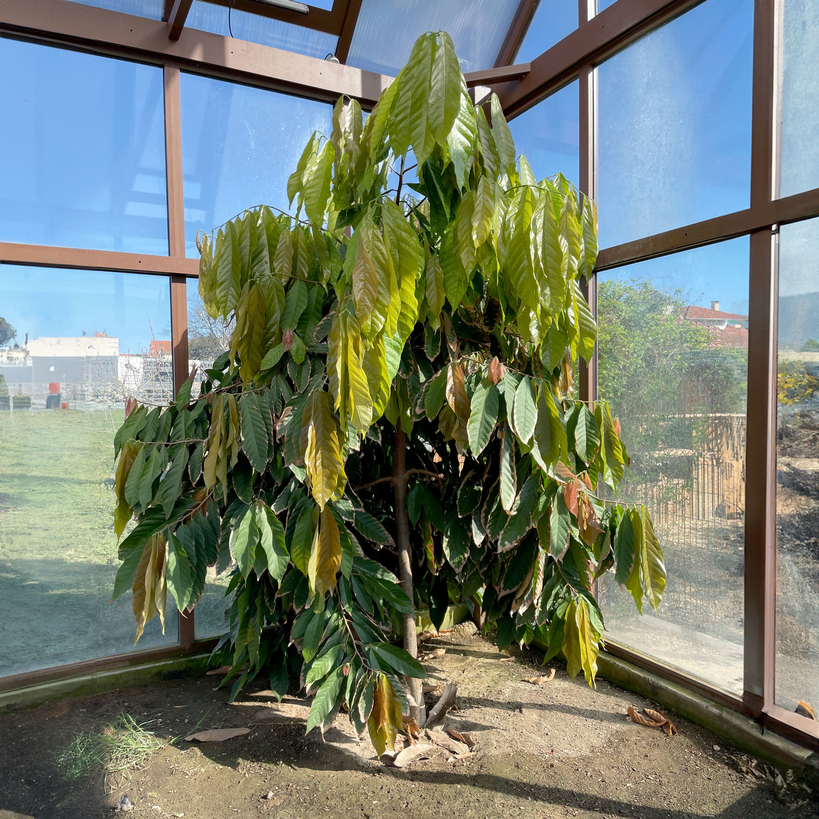 Les cacaoyers de Roanne