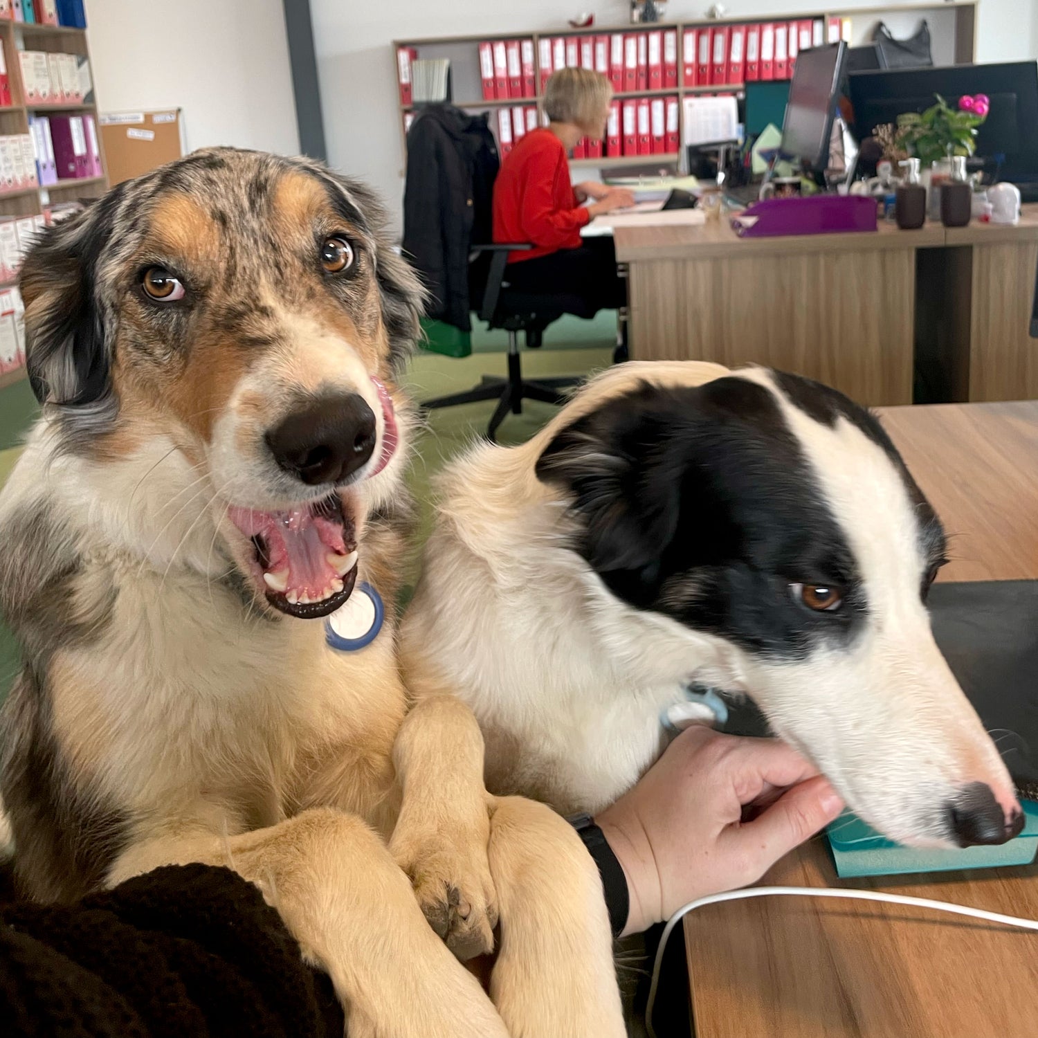 Praline et Choco, les mascottes chez Pralus