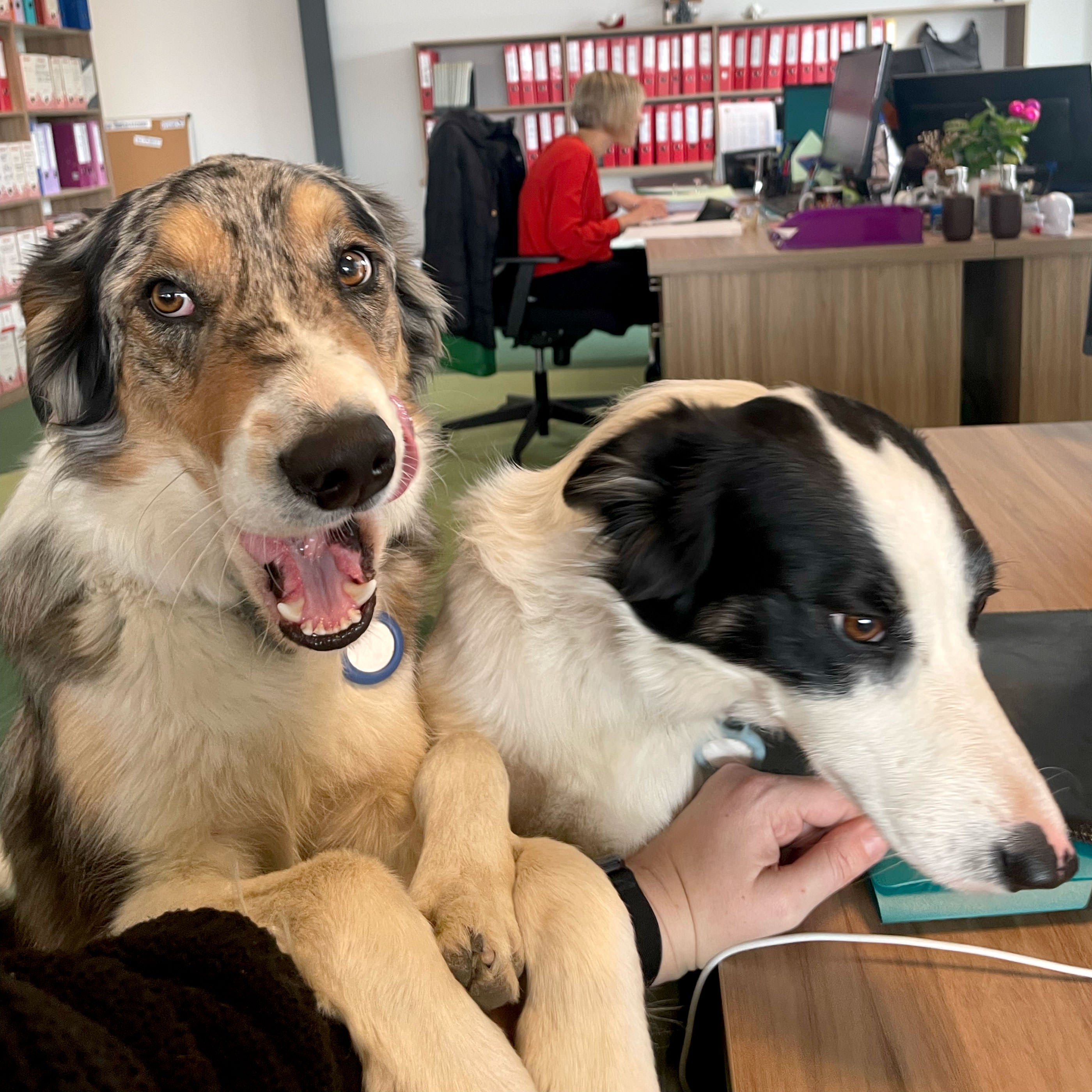 Praline et Choco, les mascottes chez Pralus