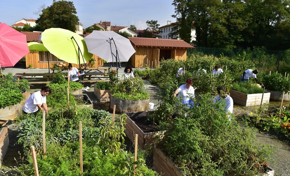 photo of the permaculture garden